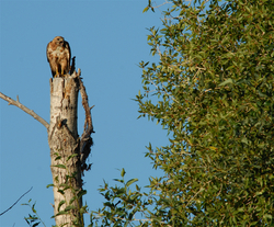 Hawk on snag.jpg